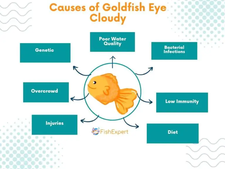 Goldfish Cloudy Eye Causes Treatment