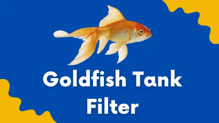 Do Goldfish Need A Filter: Everything About Aquarium Filter