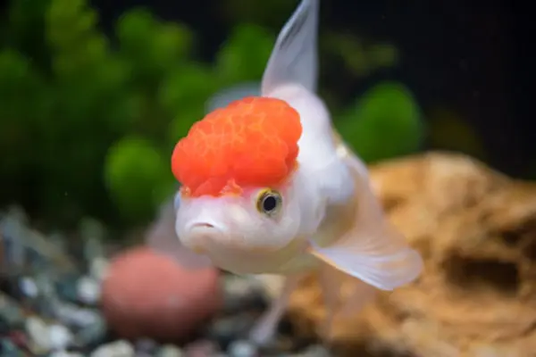 Goldfish Get Lonely