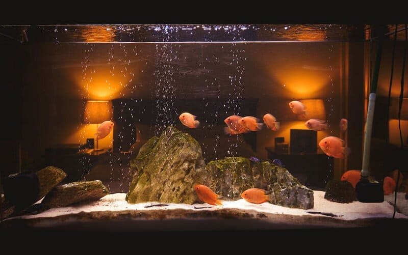 Fish Tanks Need Filters