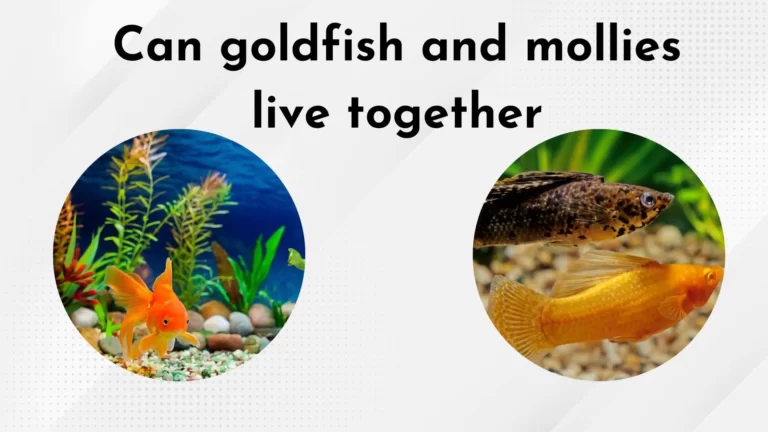 Can Goldfish and Mollies Live Together: Habitat, Temperament, Feeding