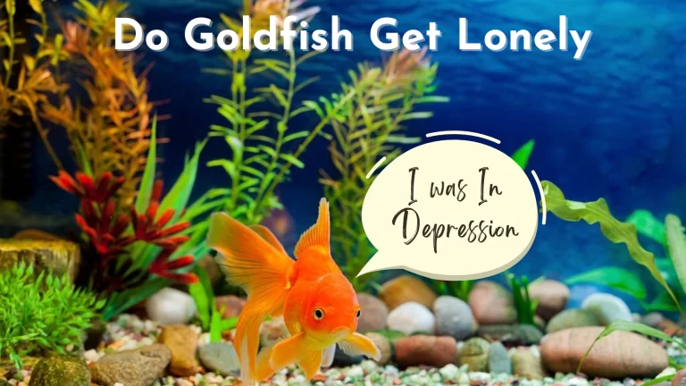 Do Goldfish Get Lonely: Can It Live Alone