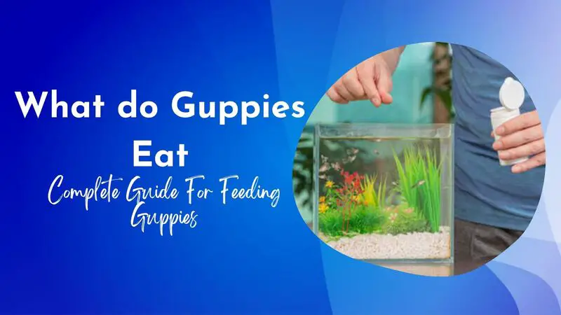 What do Guppies Eat