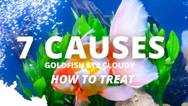 Goldfish Cloudy Eye: 7 Causes & Treatment