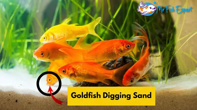 Goldfish Digging In Sand
