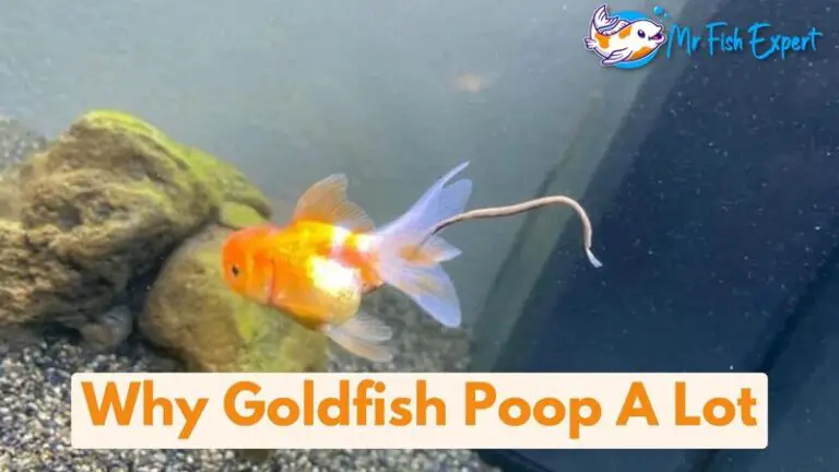 Do Goldfish Poop a Lot: Infection, Overfeeding
