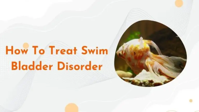 Swim Bladder Disease: Goldfish Doing Barrel Rolls