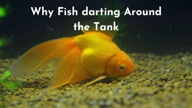 Fish Darting Around Tank: 5 Reasons You Need To Know