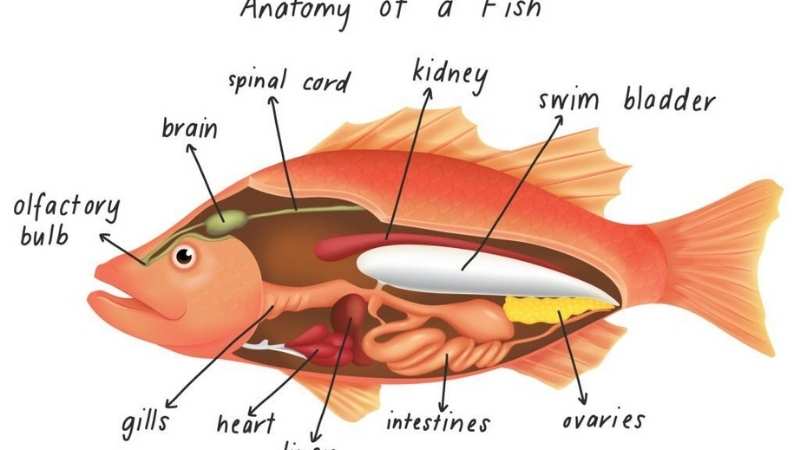 Swim Bladder Disease