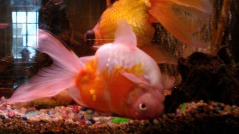 Swim Bladder Disease