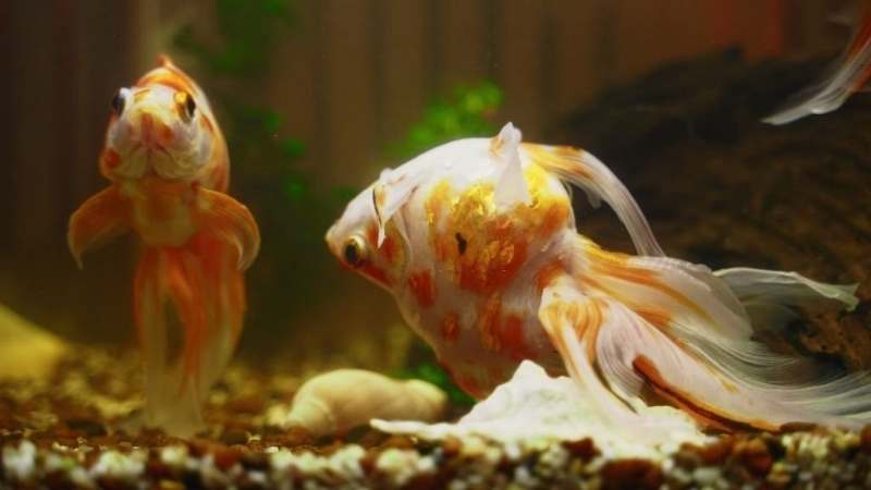 Swim Bladder Disease