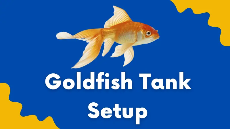 Goldfish tank setup