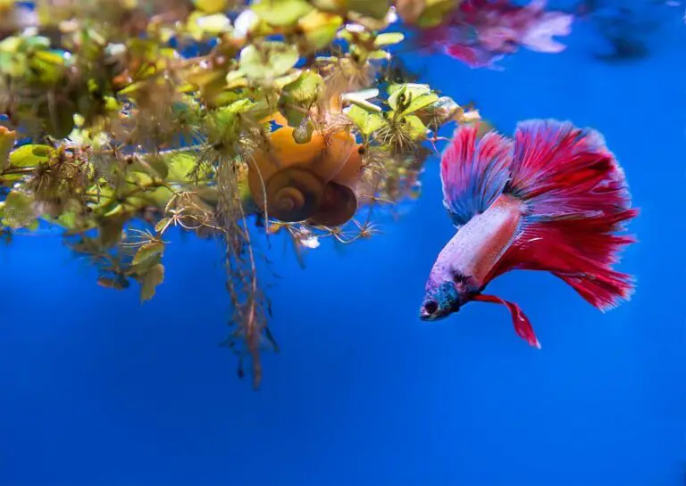 3 Reasons Betta and Snail Live in 3-Gallon Tank