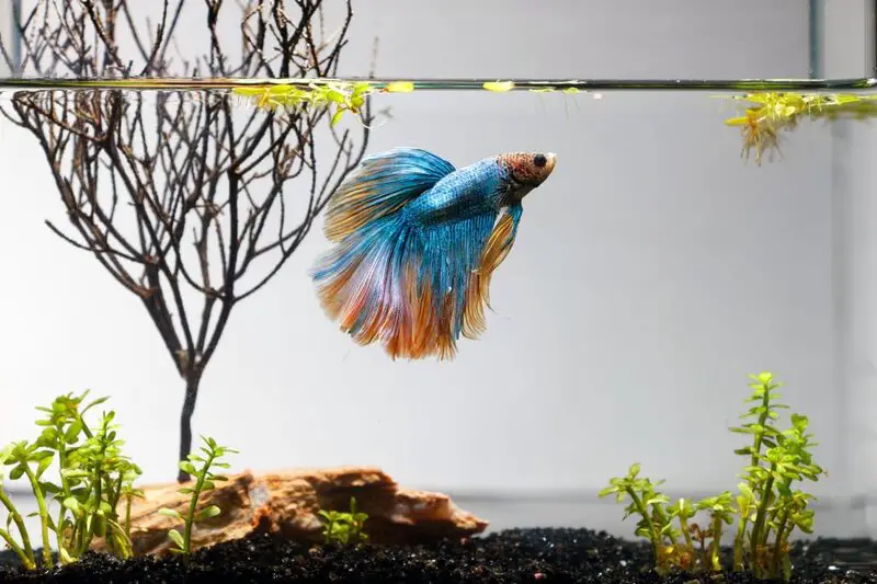 Betta and Snail