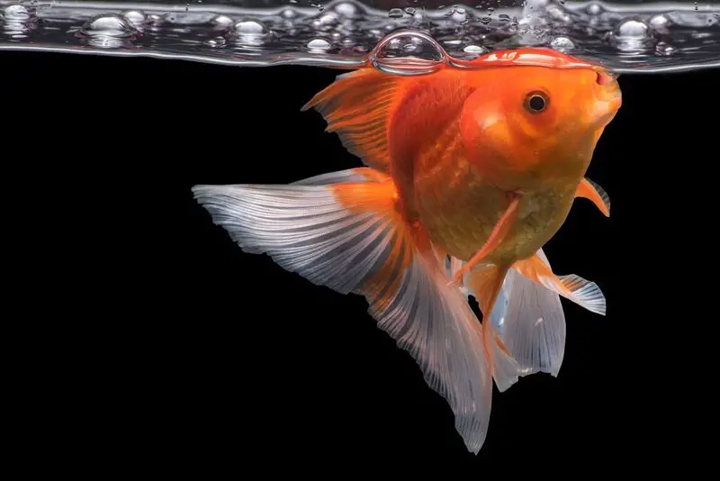Goldfish Breathing Slow