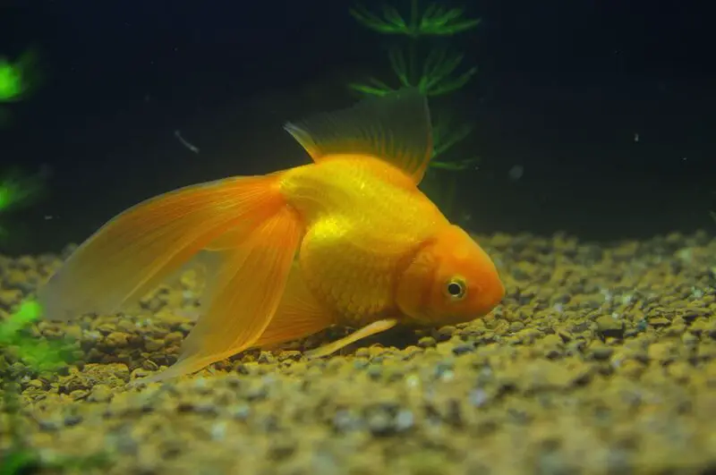 Goldfish Sleeping