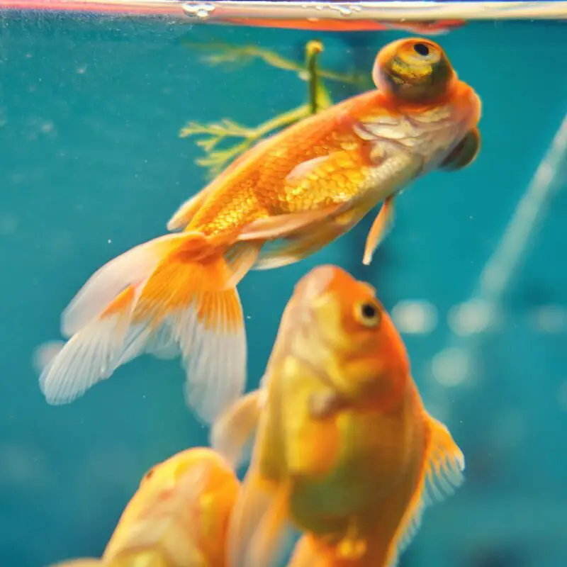 Oranda Goldfish Aggressive