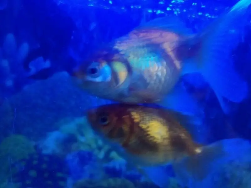 Oranda Goldfish Aggressive