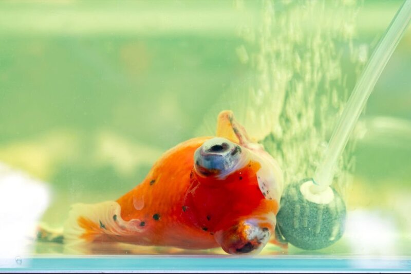 Goldfish Breathing