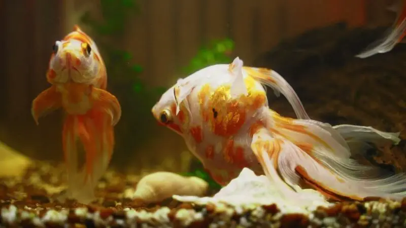 Goldfish Breathing