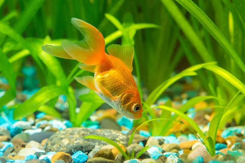 Goldfish Digging In Sand