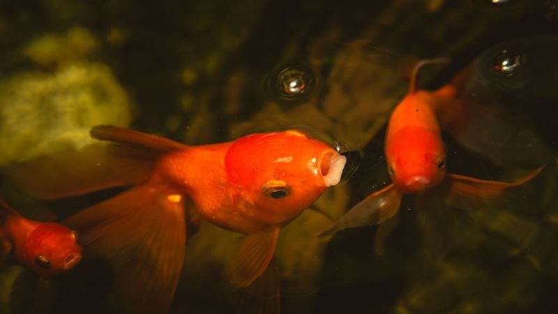 Goldfish Open Their Mouth