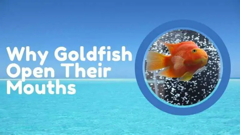 Why Goldfish Open Their Mouth: 7 Quick Answers (For Beginners)