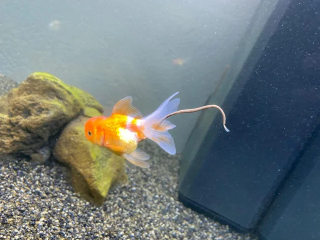 Goldfish Poop
