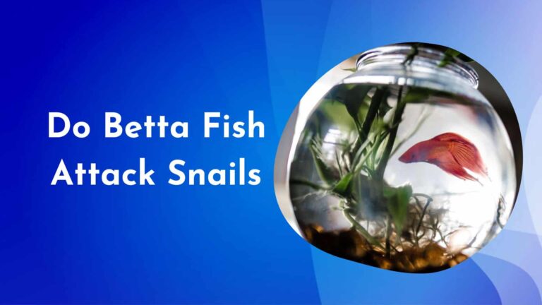 Do Betta Fish Attack Snails: 3 Reasons