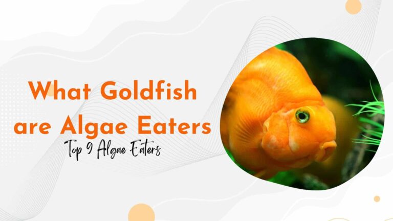 9 Best Algae Eaters Suitable For Goldfish Tank