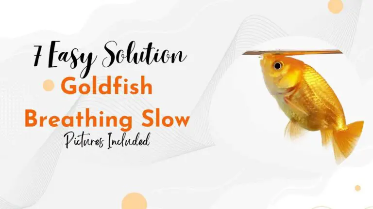 7 Easy Fix For Goldfish Breathing Slow (With Pictures)