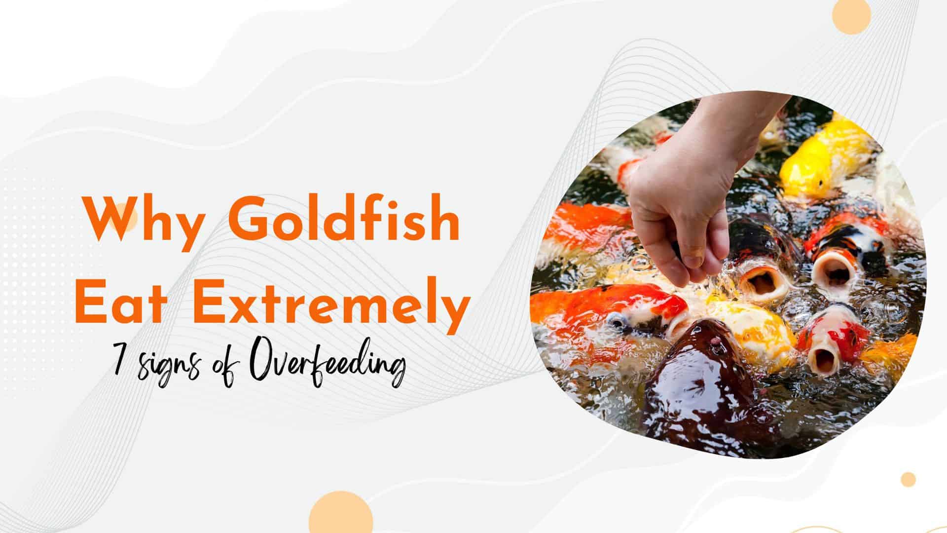 Why Goldfish Eat Extremely 7 Signs of Overfeeding