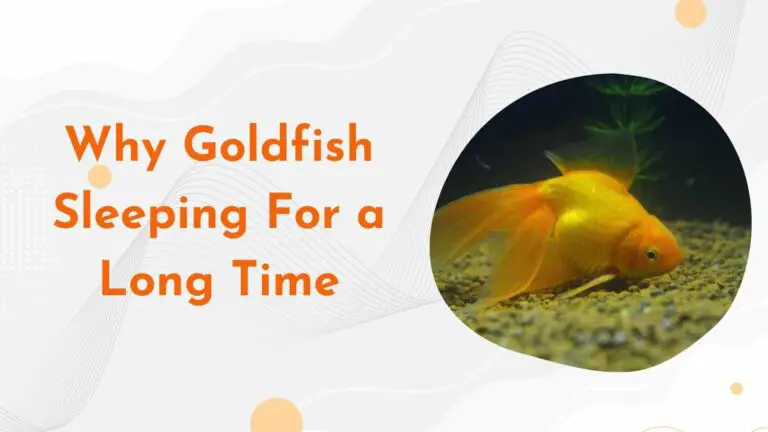 Why Goldfish Sleeping For a Long Time