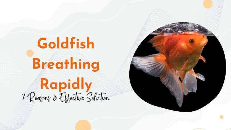 Goldfish Breathing Rapidly: 7 Reasons & Effective Solution