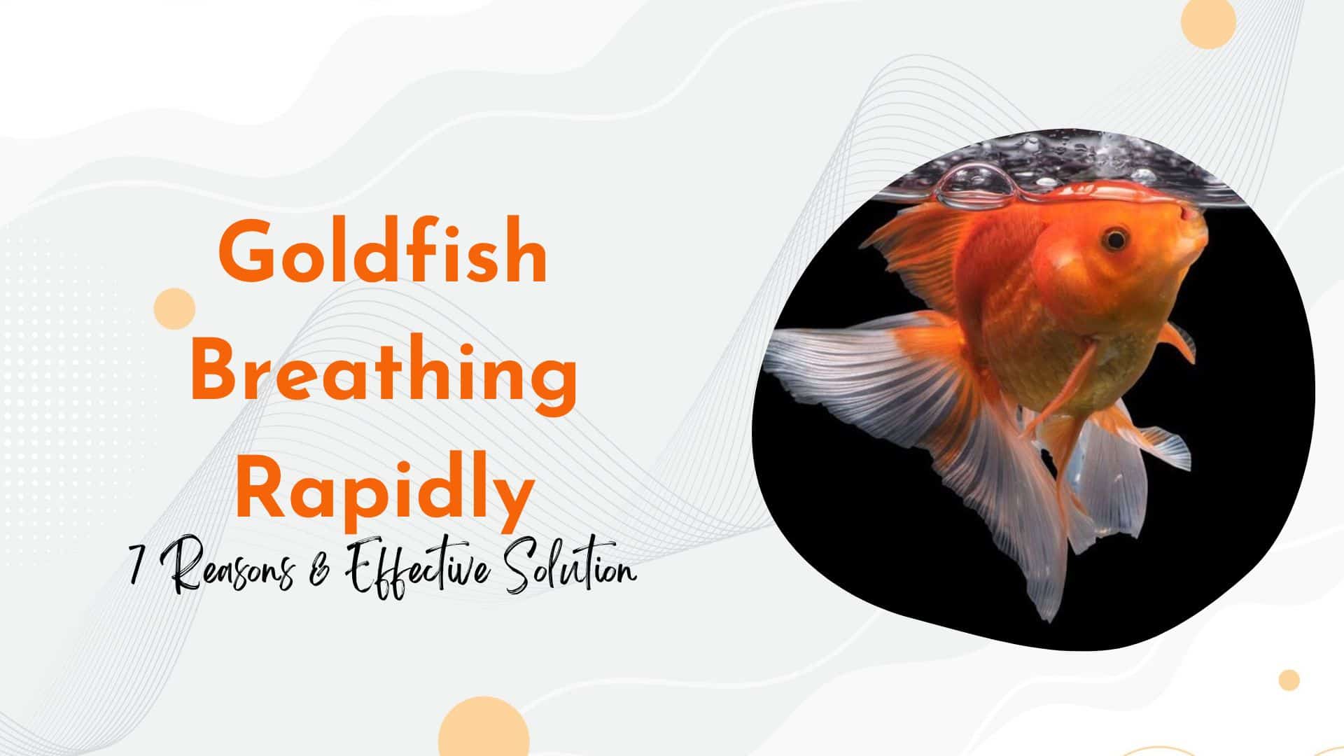 goldfish breathing experiment