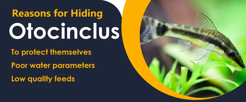 Otocinclus Hiding