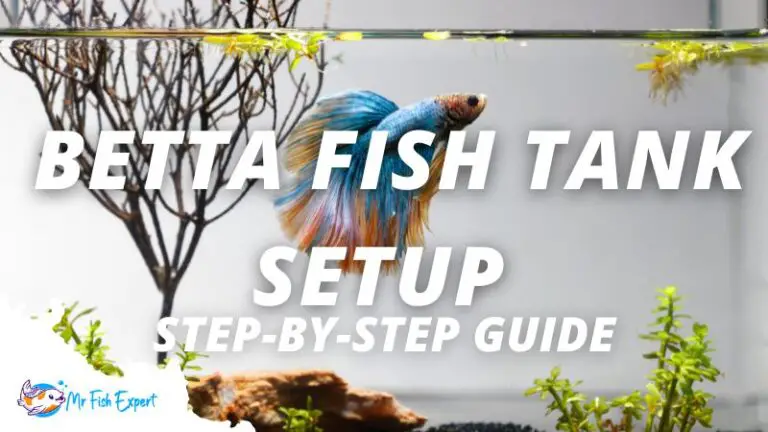 7 Easy Steps For Setting A Betta Fish Tank(Detailed guide)