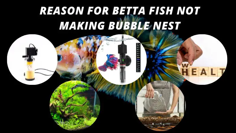 Betta Fish Breeding