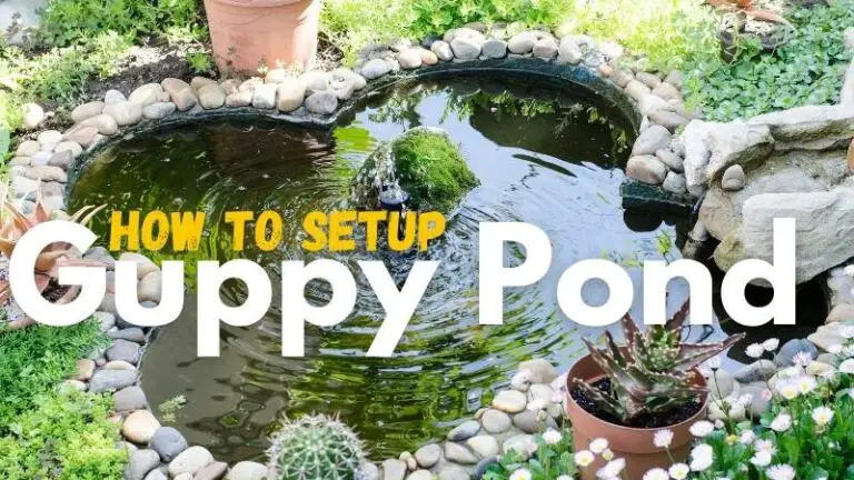 7 Easy Steps For Setting A Guppy Pond (Detailed Guide)