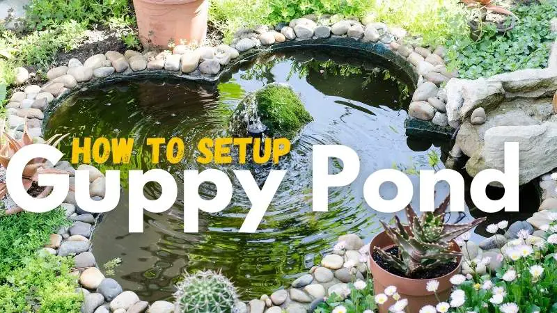 Setting up A guppy Pond
