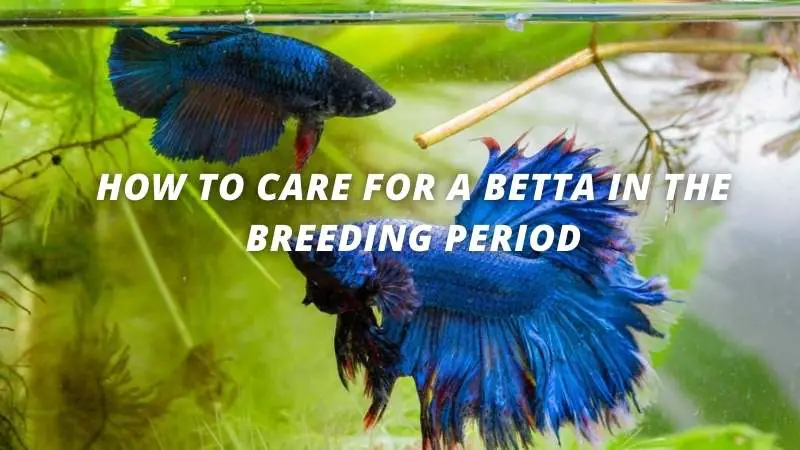 Betta Fish Breeding