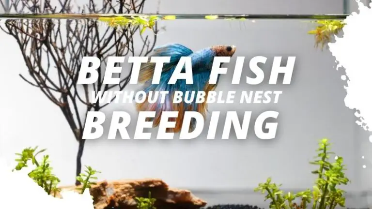 Betta Fish Breeding Without Bubble Nest (Is It Possible)