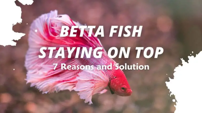7 Reasons About Betta Fish Staying on Top (Simple Fix)