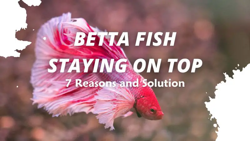 Betta Fish Staying on Top