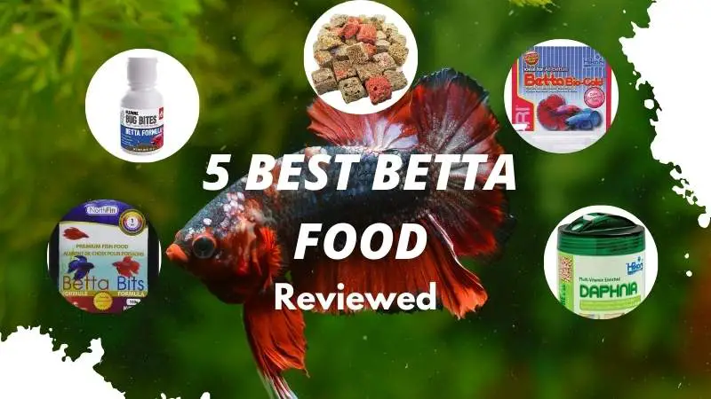 5 Best Food For Betta Fish 2023 Review   Goldfish Digging Hole 7 