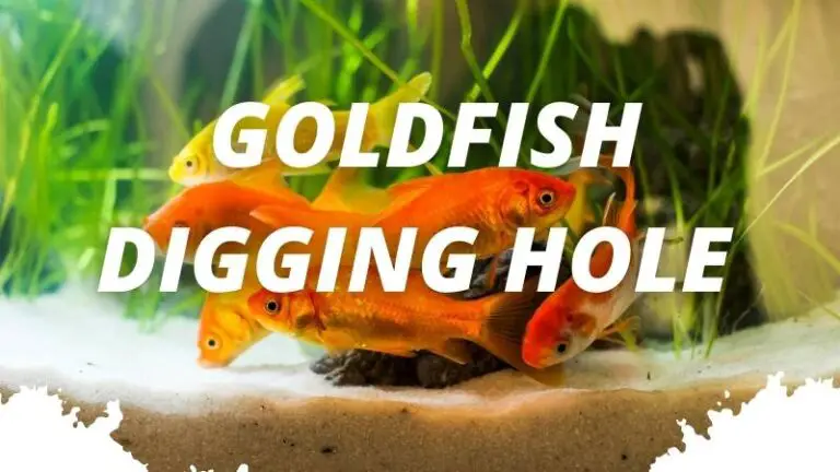 5 Ways To Reduce Goldfish Digging Hole (For Beginner)