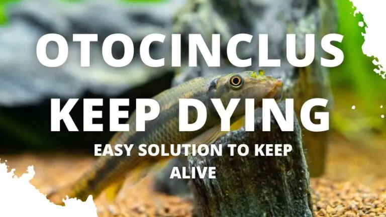 Why Do Otocinclus keep dying: Expert Answer