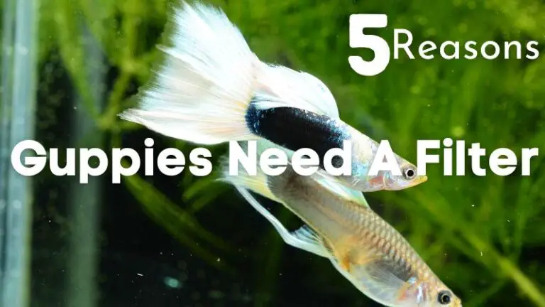 5 Reasons For Guppies Need Filter