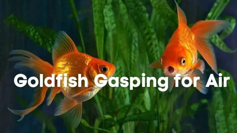 Why is my goldfish gasping for air?