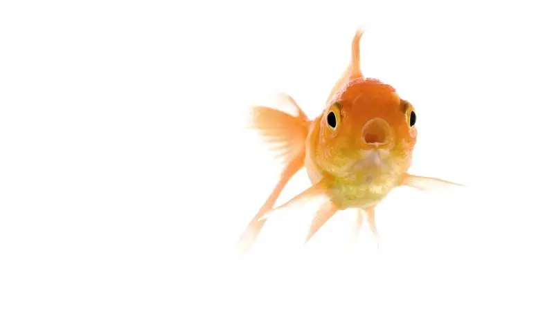 goldfish gasping for air